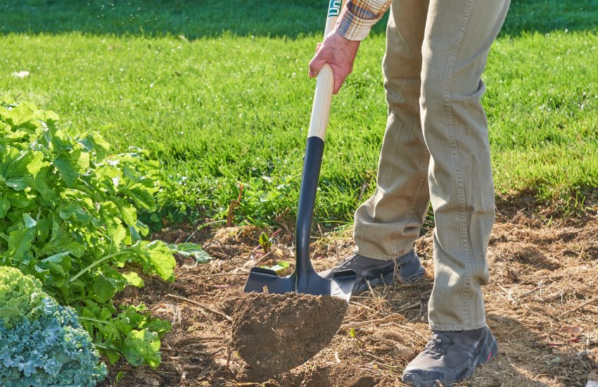 man working in vegetable garden