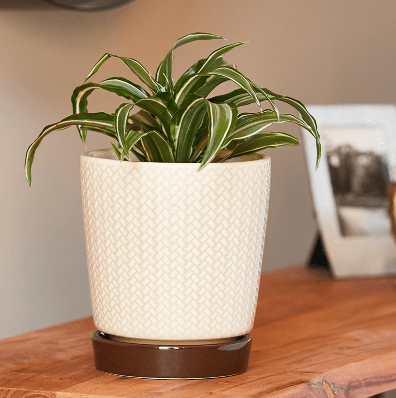 indoor planter on table