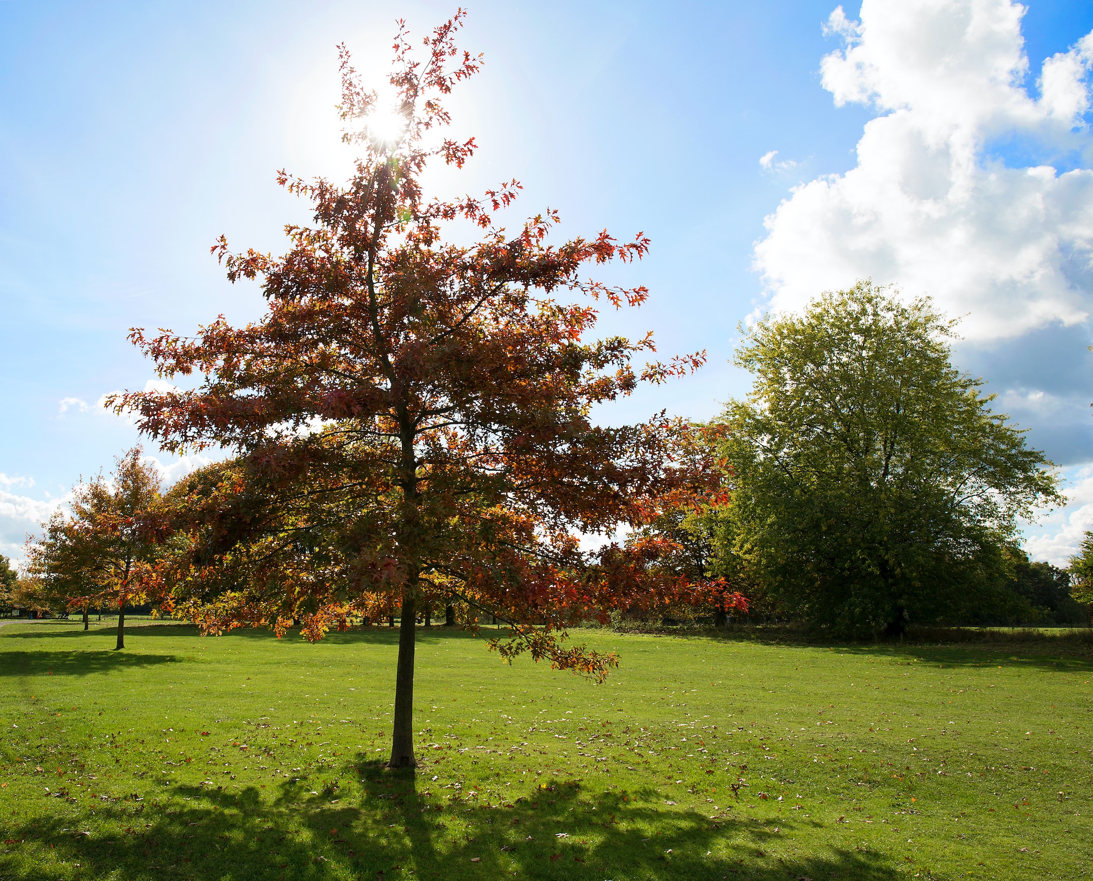 Yard Clean-up and Dethatching