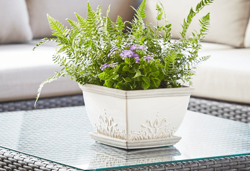planter filled with ferns