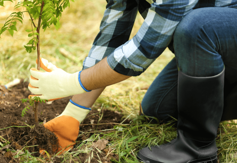 planting a tree