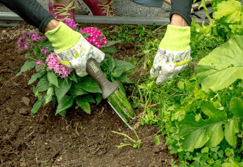 Weeding Wisdom: Four Tips for Killing and Preventing Weeds