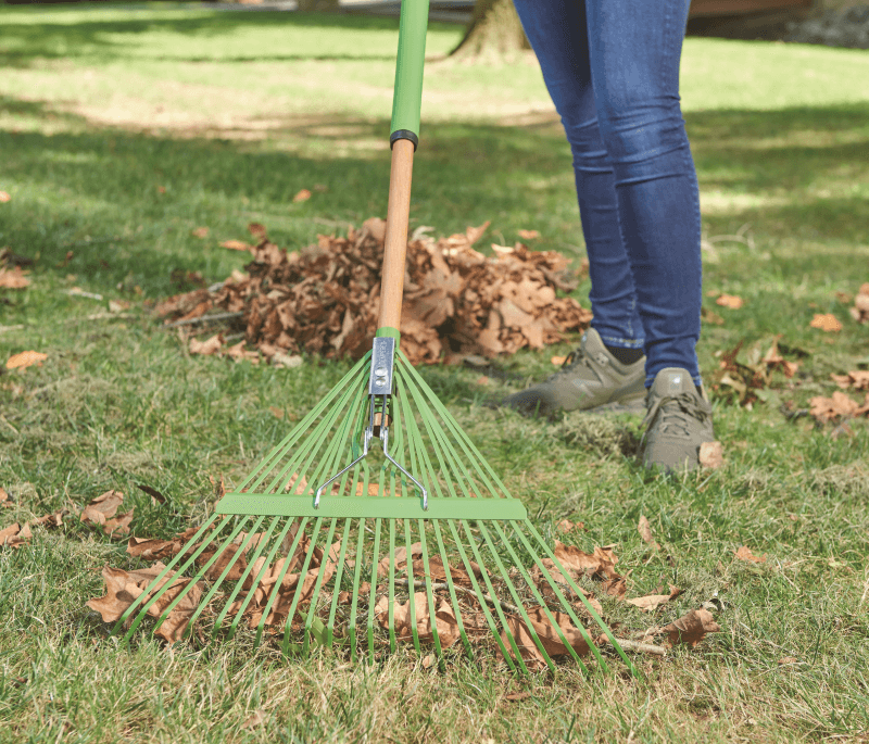 rake collecting leaves in a yard