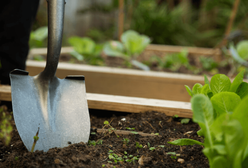 What to Plant in Late Summer